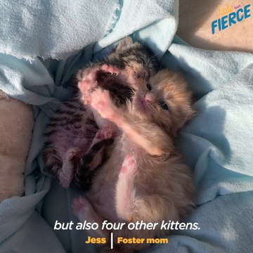 Kitten Abandoned In Box Grows Up To Be A Wild Child