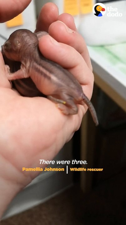 Tiny Hairless Baby Chipmunks Grow Up To Have The Cutest Stripes