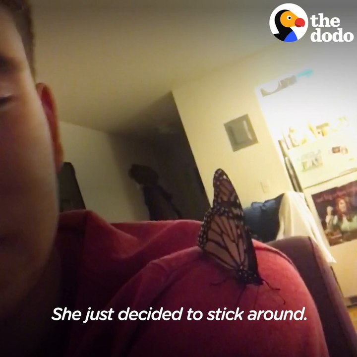 Guy Becomes Best Friends With A Butterfly