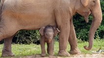 Tiniest Baby Elephant Copies Everything His Mom Does