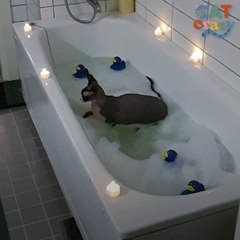 Cat Loves Water So Much, His Dad Gives Him Bubble Baths