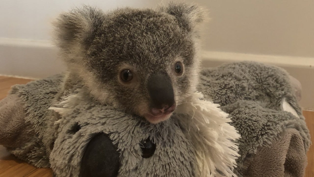 Tiny Baby Koala Doesn't Even Look Real