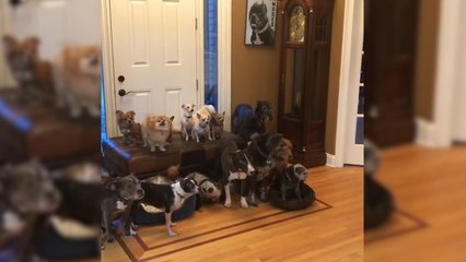 Couple Keeps Rescuing Senior Dogs Everyone Else Gave Up On