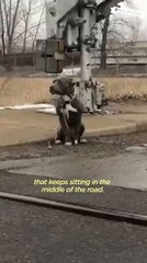 This Pittie Rescue Was Meant To Be