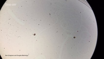 Meet the Xenobot, the World’s First-Ever "Living" Robot