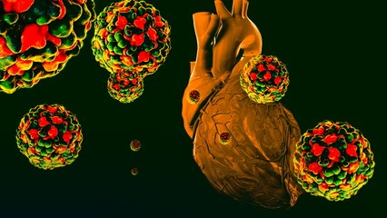 What Happens When a Virus Hijacks Your Heart?
