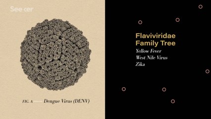 What Happens When Someone Gets Dengue Fever?