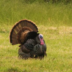 Thrillist Explorers: Turkey In Memoriam