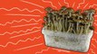 The History of Magic Mushrooms