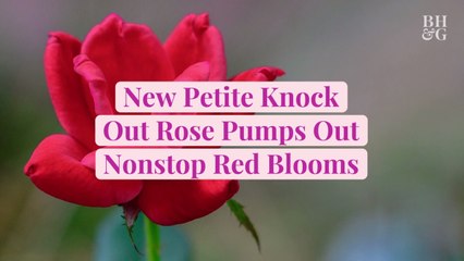 New Petite Knock Out Rose Pumps Out Nonstop Red Blooms on Compact, Easy-Care Plants