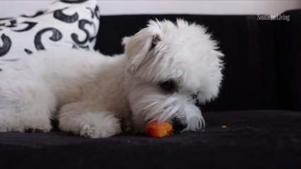 Can Dogs Eat Peaches?
