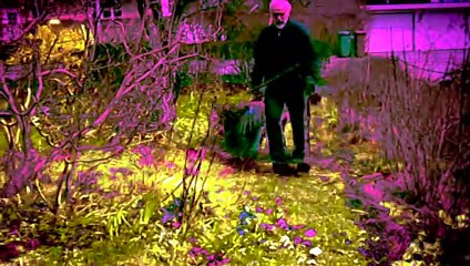 Garden work (pleasure or pain?)