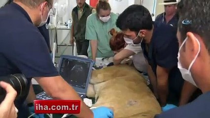 Suriye'deki yaban hayvanları Türkiye’ye nakledildi