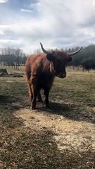 Highland Cattle Protecting Their New Calf