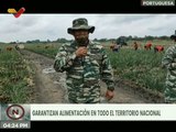 Milicia Bolivariana a través de la ADI logra activar 3.799 unidades AgroProductivas