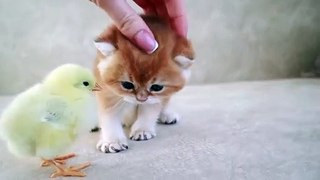 Kittens walk with a tiny chicken