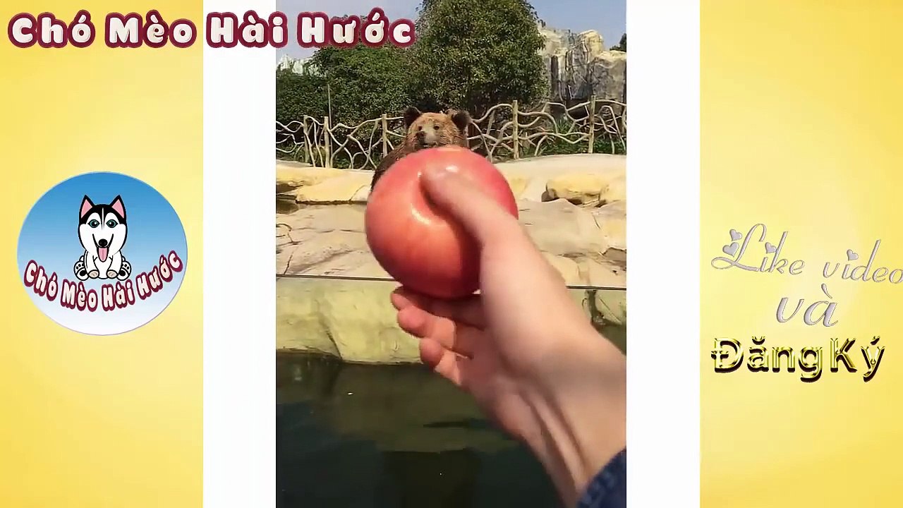 Funny animals compilation try not to laugh