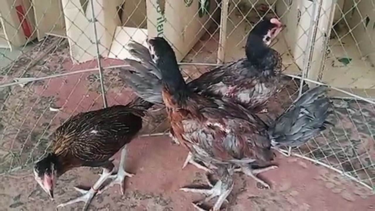 video_25640505_083715