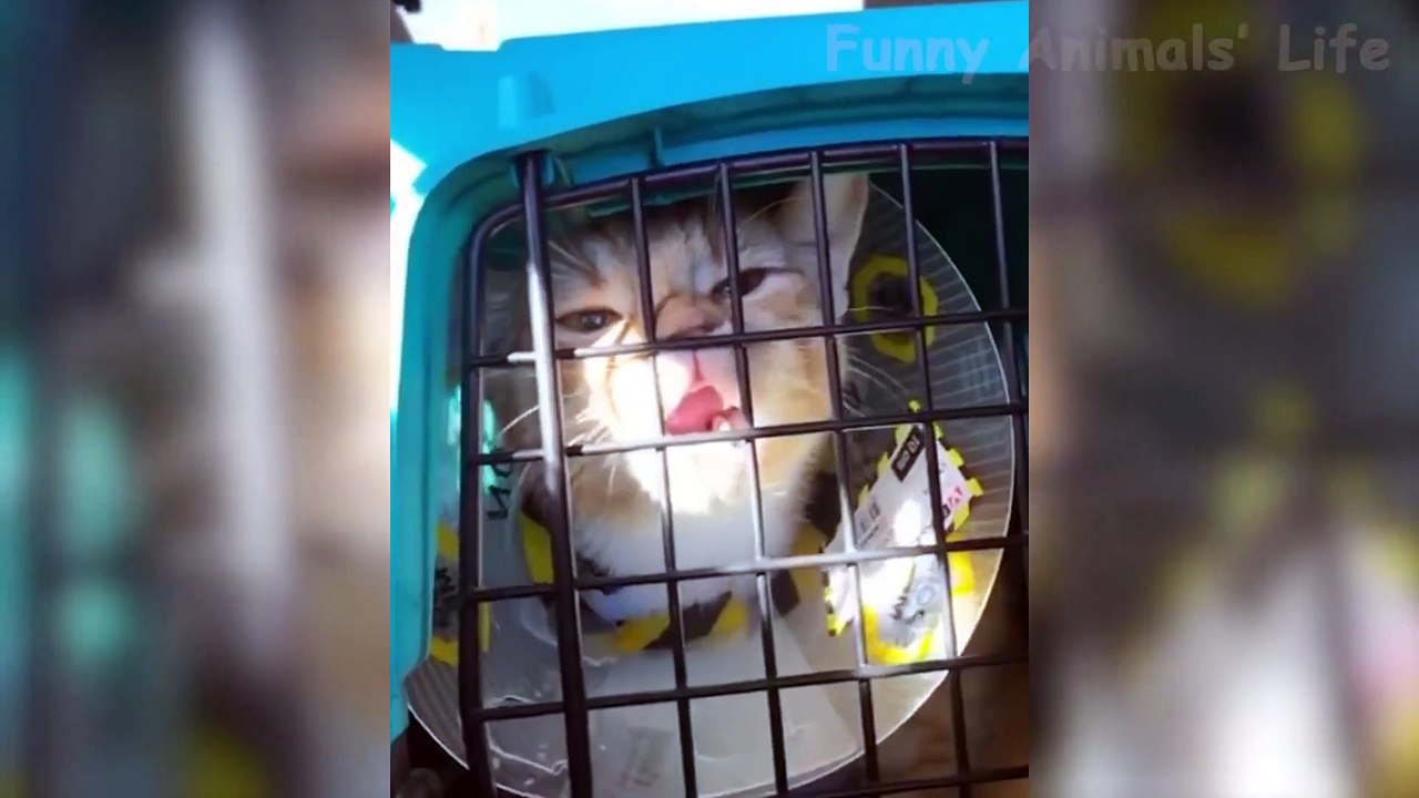 Best Funny Dogs  And Cats  Of The Month -Try Not To Laugh Challenge 2020
