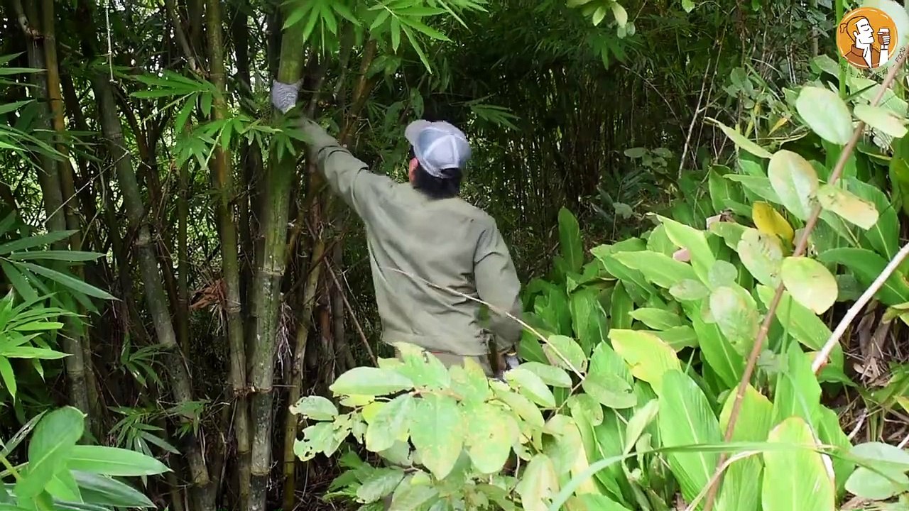 Survival Building | Build Bamboo House In Forest, Bamboo Rice - Episode 1