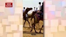 Rajasthan: जैसलमेर में अनोखी शादी, ऊंटों पर निकली बारात, देखें रिपोर्ट