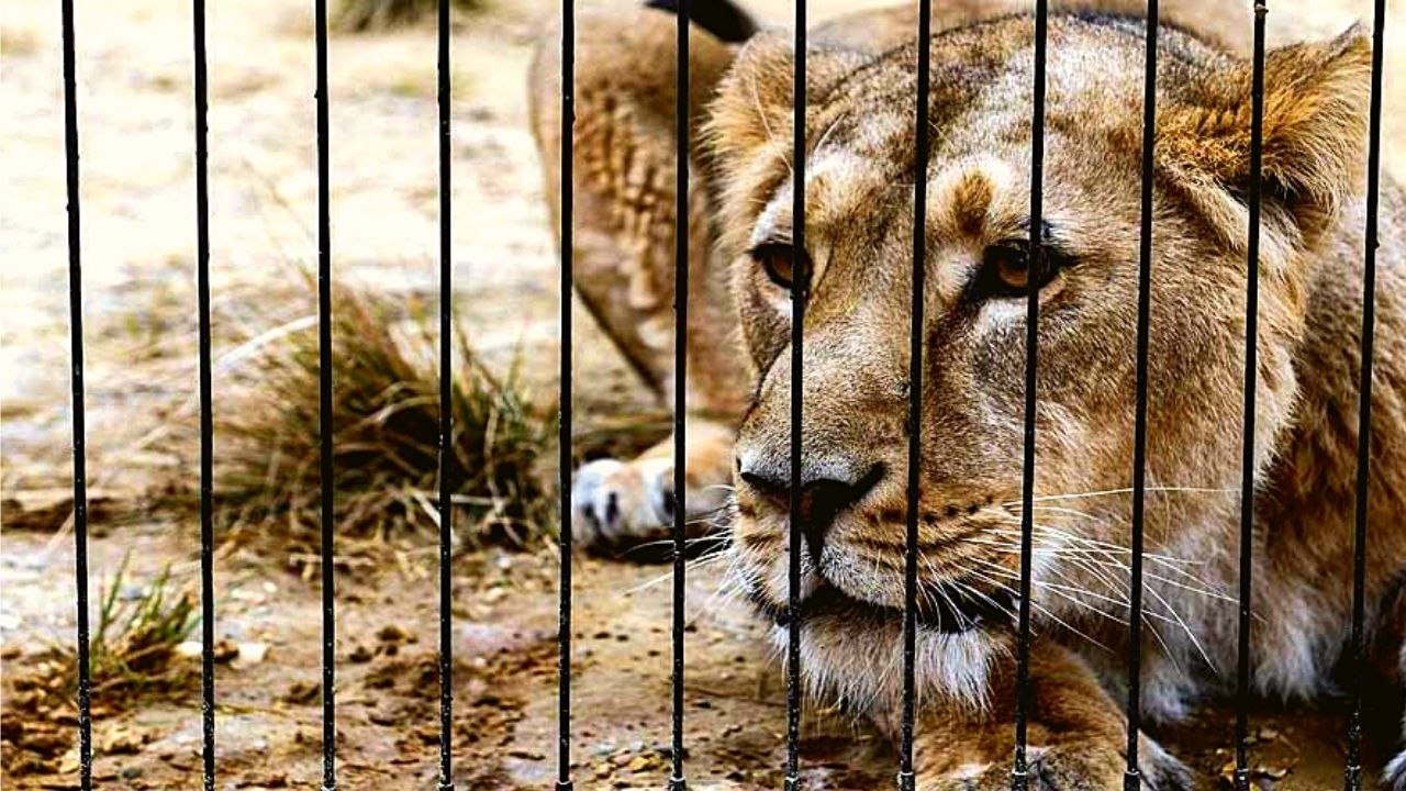 Coronavirus in Animals: Hyderabad के चिड़ियाघर के 8 Lion हुए Covid Positive | Boldsky