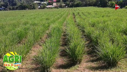 “LEMONGRASS” Ep.38 AGRI Ako D’yan