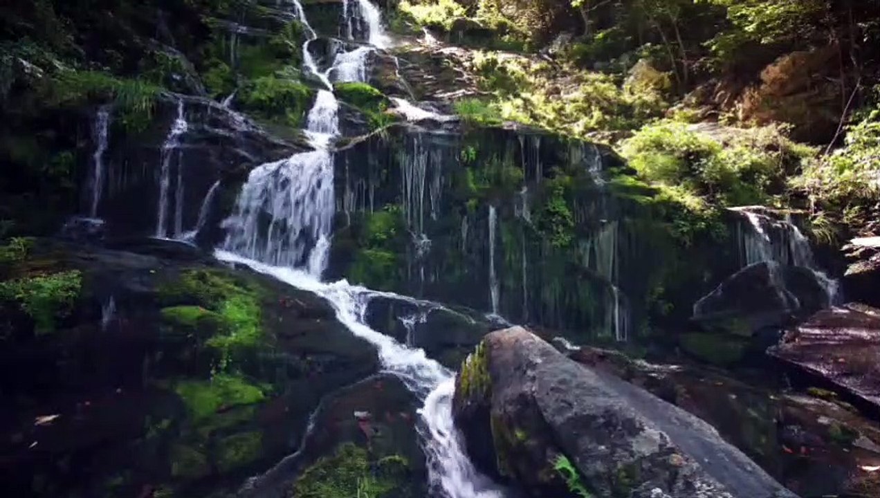 Forest_Trees_Falls_Rain_Nature_Waterfall_River Mind_Fresh_Music_Relaxing 
