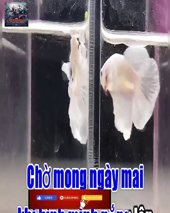 KaraOke - MÂY (Dumbo White HMPK) (ngắt lời hát)