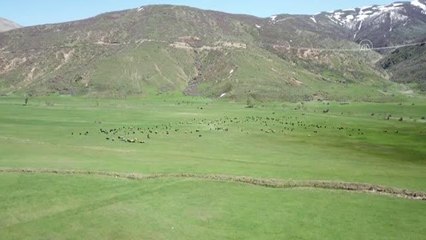 Havaların ısınmasıyla yeşeren meralar koyun sürüleriyle şenlendi