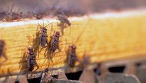 How 50 million crickets are harvested a week to become food