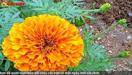 Mơ thấy hoa vạn thọ có tỉ lệ trúng cao nhất