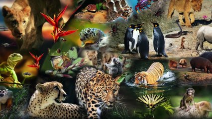 Nuestro Cerebro Reptil: Como Trascenderlo