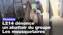 Finistère  : L214 dénonce les pratiques d'un abattoir du groupe Les mousquetaires
