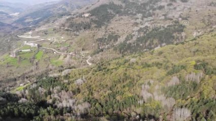 KASTAMONU - "Saklı cennet" Şenpazar doğa içinde izolasyon imkanı sunuyor
