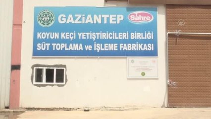 GAZİANTEP - Tam kapanmadan etkilenen üreticinin sütleri değerlendiriliyor