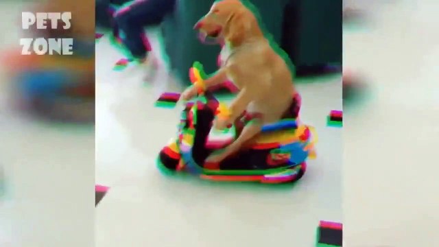 Funny Cats And Dogs Fails Comedy Videos Compliation.Part 12