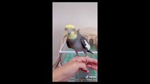 Cute and Funny Parrots Videos Compilation 2021 #Parrots​ #TikTok​ #Funny​