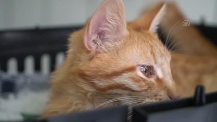 Tavşanlı'da FİP hastalığına yakalanan kedi "Cesur" tedavi ediliyor