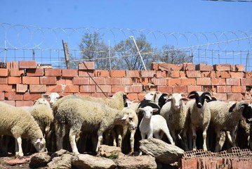 KURT SALDIRISINA KARŞI BAKIMEVİNDEN KÖPEK SAHİPLENİYORLAR