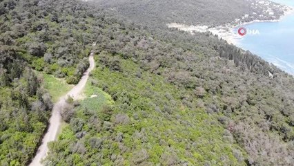 Adalar'da ürküten iddia: 'Sağlıklı atları, ruam hastası atlarla aynı yere kapattılar'