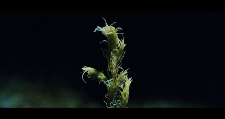 Ólafur Arnalds - New Grass