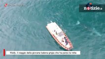 Wally, il viaggio della giovane balena grigia che ha perso la rotta: ha lasciato le acque italiane