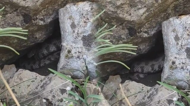 Dev yılanı gören köylüler paniğe kapıldı