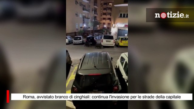 Roma, avvistato branco di cinghiali: continua l'invasione per le strade della capitale