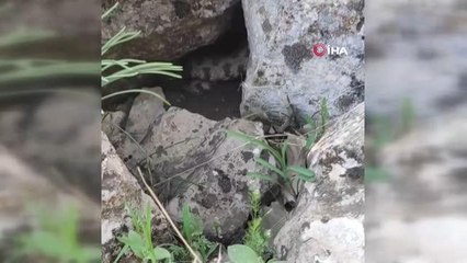 Dev yılan köylüleri korkuttu