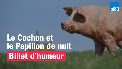 Le Cochon et le Papillon de nuit - Le billet de Willy Rovelli