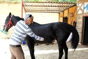 Mardin'de atlı binicilik sporuna yoğun ilgi
