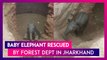 Jharkhand: Forest Department’s Efforts To Rescue Baby Elephant Is Successful