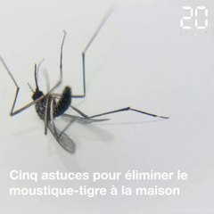 Cinq astuces pour lutter contre le moustique-tigre à la maison